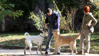 Кучешко градче в парка на Добрич