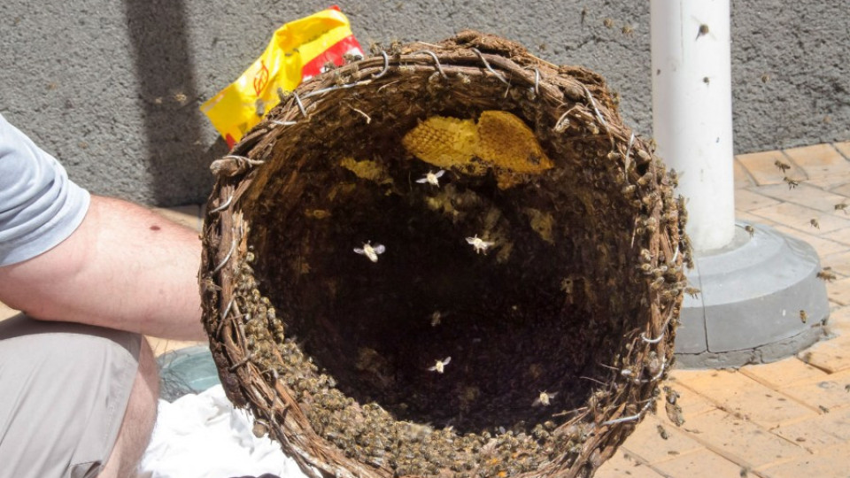 40% от пчелите в Северна България са измрели от болест | StandartNews.com