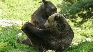 Повечето мечки над Белица вече спят зимен сън