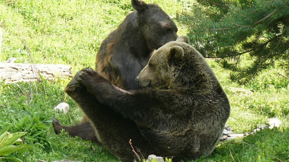 Повечето мечки над Белица вече спят зимен сън | StandartNews.com