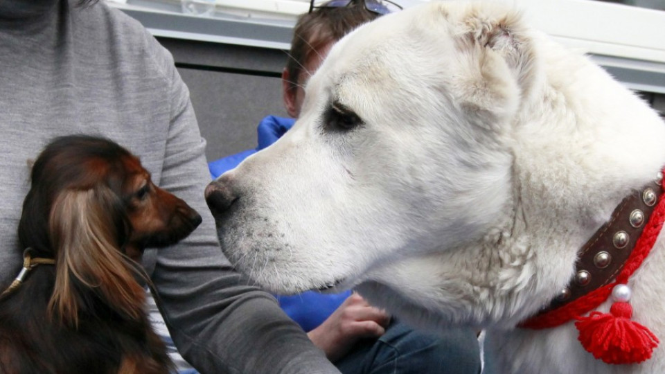 Първите кучета са опитомени в Европа | StandartNews.com