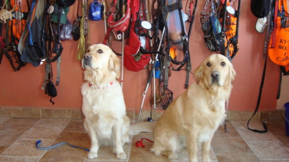Обучават куче за асистент на човек в инвалидна количка | StandartNews.com