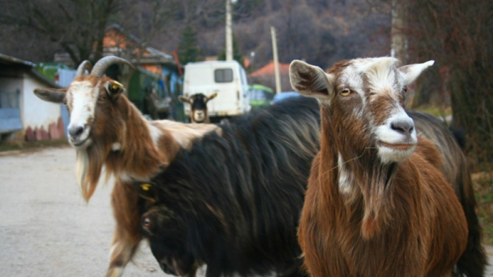 Пастир заведе кози на протест пред община Пловдив | StandartNews.com
