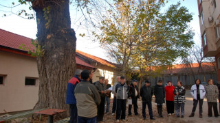 Ветерани бранят вековно дърво