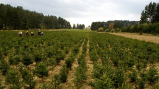 Фирми изкупиха 2000 живи елхи месец преди Коледа