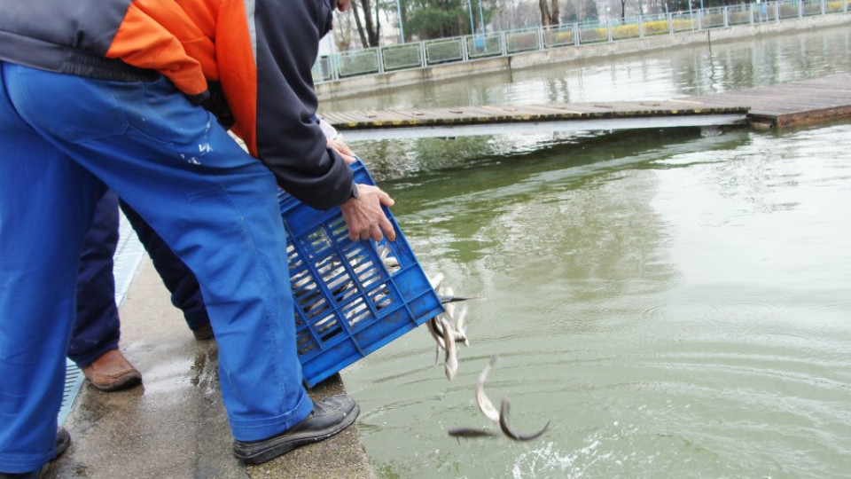Отровиха рибата в Бели Лом | StandartNews.com