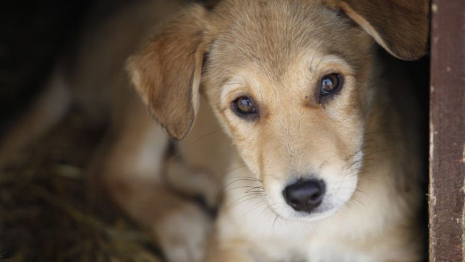 Местят в кравеферма кучетата от "Богров" | StandartNews.com
