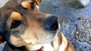 Община Благоевград вдига приют за кучета