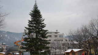 Украсяват 35-метрова елха в Благоевград