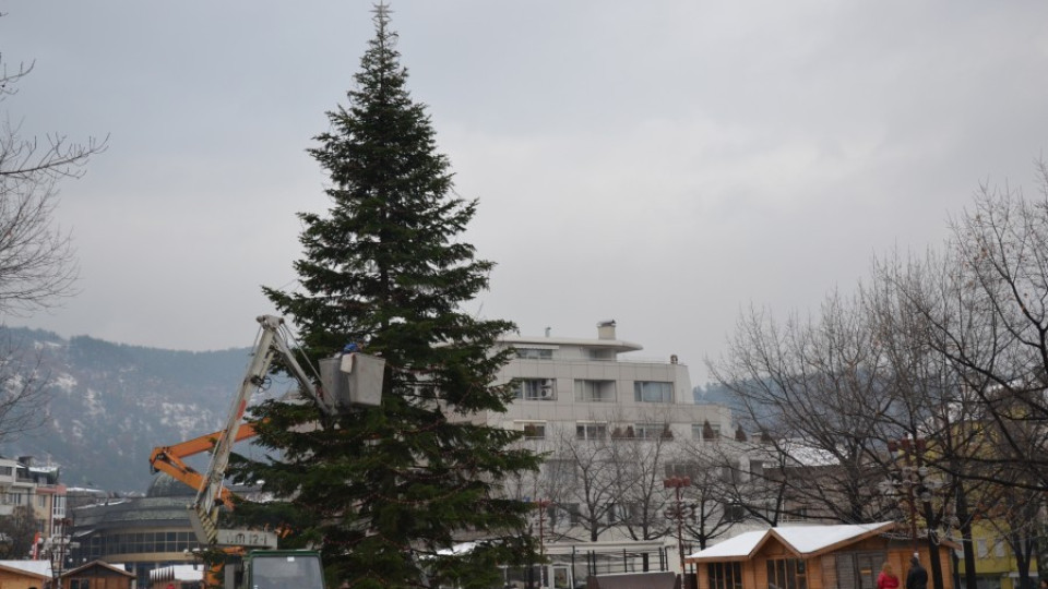 Украсяват 35-метрова елха в Благоевград | StandartNews.com