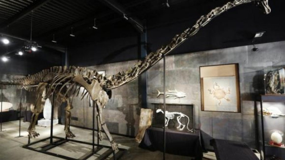 Продадоха скелет на динозавър за 400,000 лири | StandartNews.com