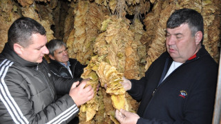 Тютюнопроизводители заплашиха да запалят балите