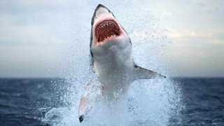 Акула уби човек на 100 метра от брега в Австралия