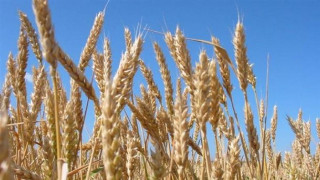 Ниски цени на зърното свалиха рентите с 30%