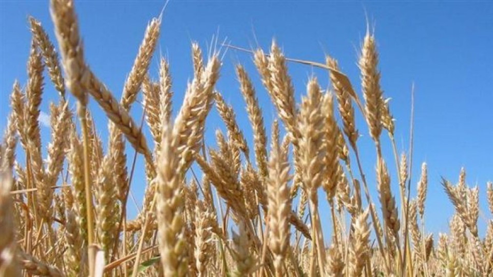 Ниски цени на зърното свалиха рентите с 30% | StandartNews.com