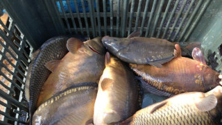 Инспектират улова, продажбата и превоза на риба в страната