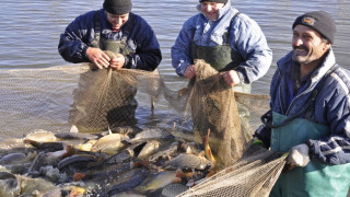 Продават шарани за болно момче