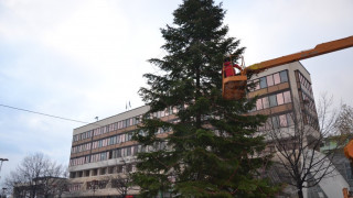 Грейва 35-метровата елха на Благоевград