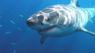 Човекът и бялата акула са генетично сходни