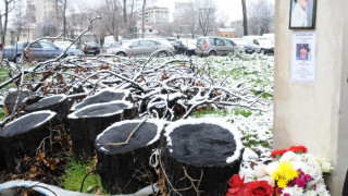 Бургас плаща 100 хил. лв. за убит от дърво