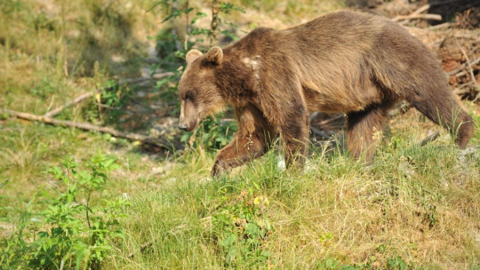 Зоопаркът в Добрич може да стане дом за още две мечки | StandartNews.com