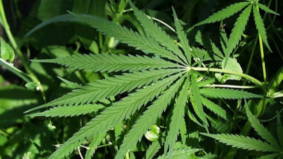 Уругвай узакони марихуаната | StandartNews.com