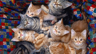 Японец открадна 185 хил. долара да нахрани 120 котки