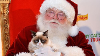 ВИДЕО: Световноизвестни котки в "Трудно е да си котка по Коледа"