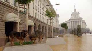 Глутница кучета нападна жена в столицата