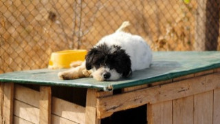 Animal Rescue Sofia събраха пари за новия приют