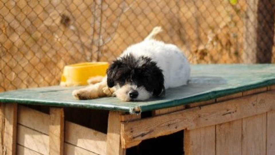 Animal Rescue Sofia събраха пари за новия приют | StandartNews.com