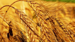 Цивилизацията тръгва от делвите с пшеница