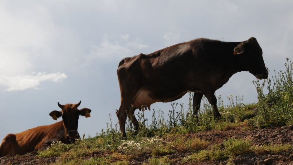 Продадоха „арестуваните" крави в ардинското село Седларци | StandartNews.com