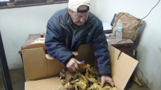Недоволни тютюнджии в Крумовградско си вземат обратно продукцията 