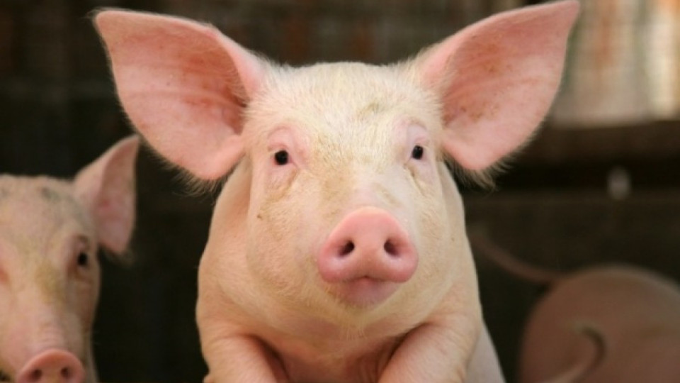 Чума по прасетата отряза износа ни | StandartNews.com