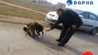 Видеоклип с бой между кучета потресе обществото
