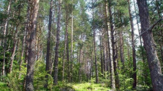 Компания предложи партньорство на Разград за горите  