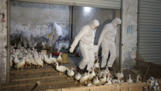 Потвърдиха първата жертва на птичи грип в Северна Америка