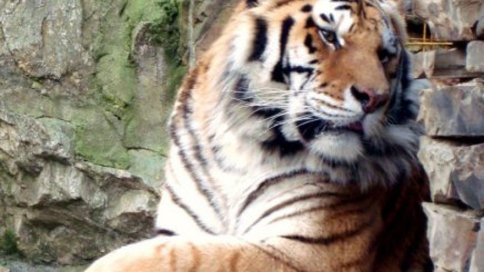 Очакават тигърът на Дамбовеца да стане баща | StandartNews.com