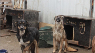 Кучетата от "Богров" в нов дом за 400 бона