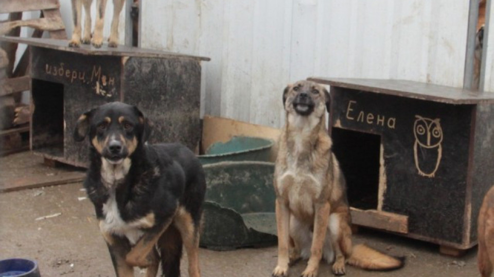 Кучетата от "Богров" в нов дом за 400 бона | StandartNews.com