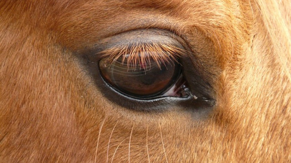 6 коня мистериозно прободени в сърцето в Средец | StandartNews.com