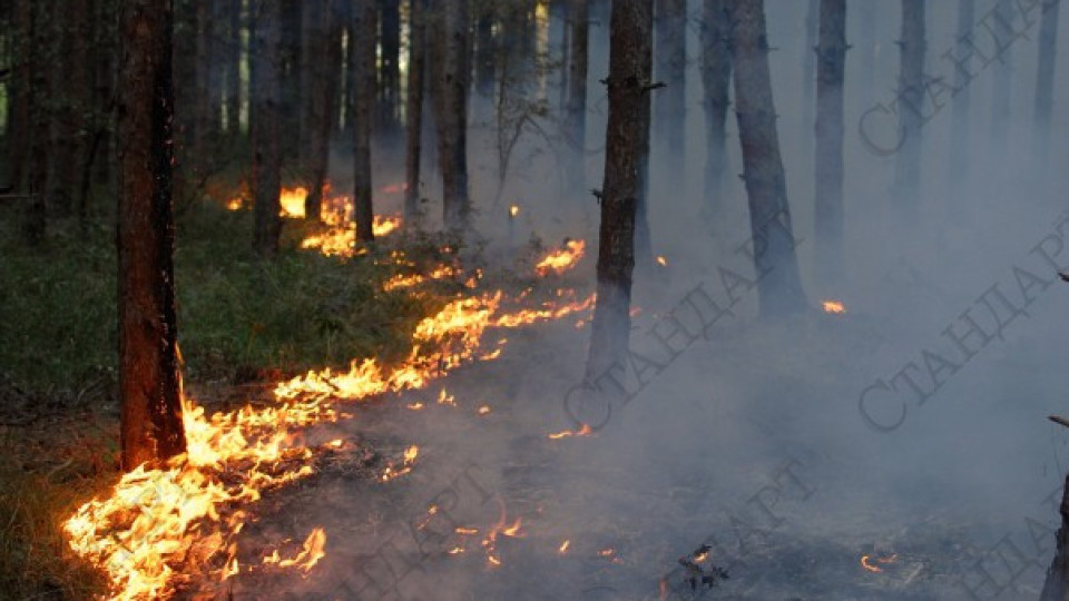 Пожар изпепели тон и половина сено | StandartNews.com