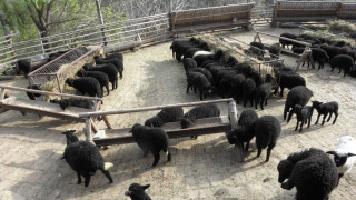 Фонд "Земеделие" изплати 15 млн. лв. на животновъдите 