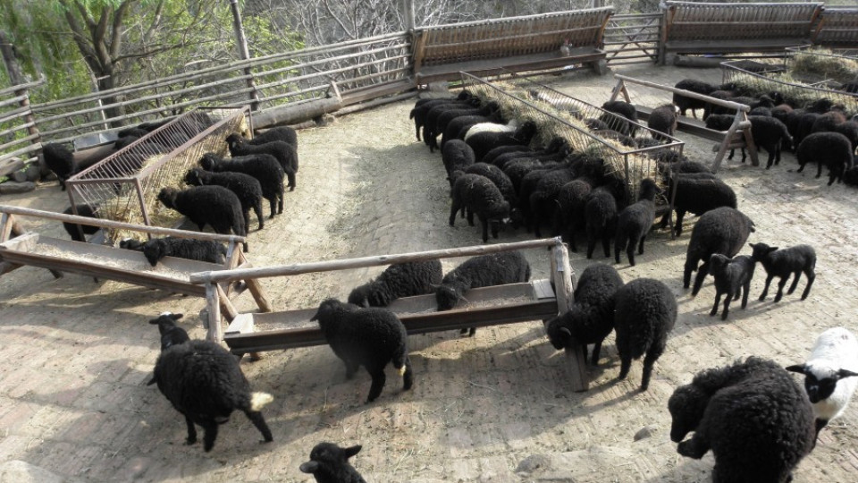 Фонд "Земеделие" изплати 15 млн. лв. на животновъдите  | StandartNews.com