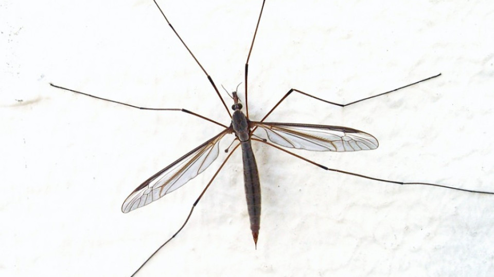 Русе и Гюргево пръскат заедно срещу комарите | StandartNews.com