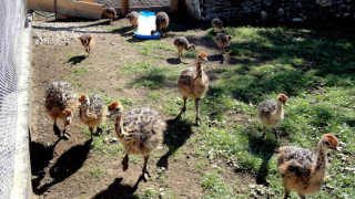 В Белгун вече гледат щрауси