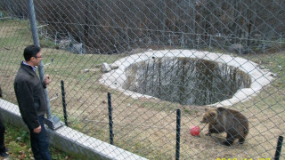 Две мечки се поболяха в парка над Белица