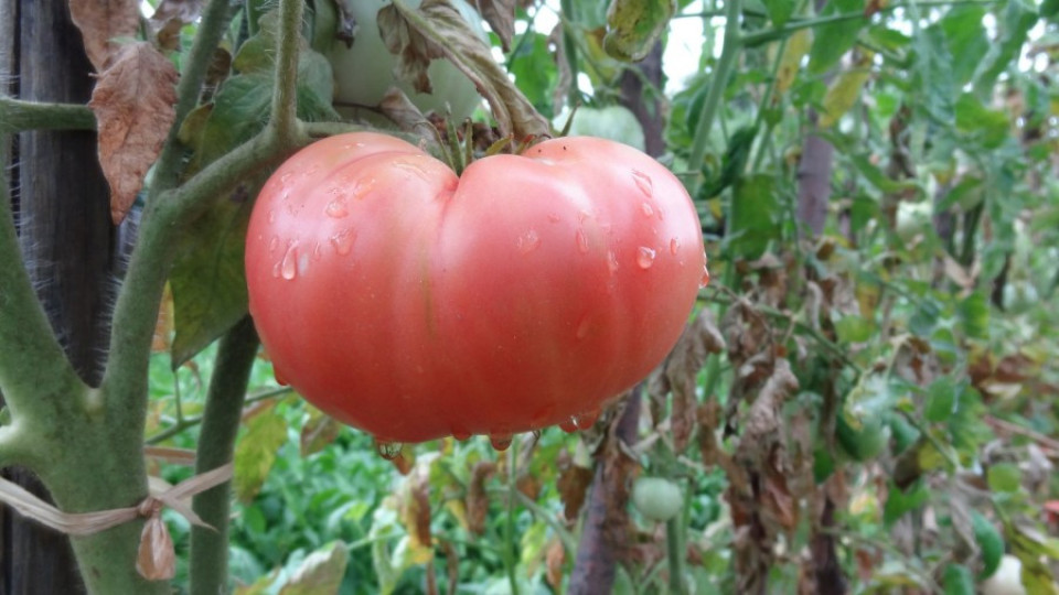 Признаха розовия домат за уникат | StandartNews.com