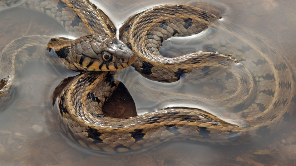 Нашествие на змии заради дъждовете | StandartNews.com